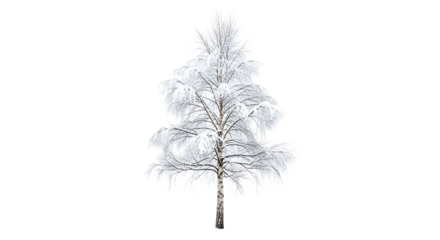 Snowcovered tree with delicate branches a winter wonderland scene.