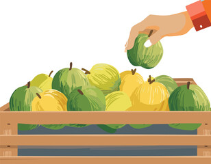 Syzygium Samarangense for Longevity: Illustration Encouraging the Integration of Anti-Inflammatory, Hydrating Fruits into the Daily Diet for a Long, Healthy, and Active Life.