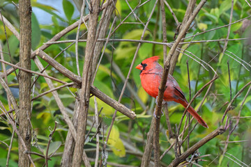 Northern cardinal red bird perched in fall colors. 