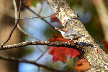 Nuthatch with food in beak against blurry background of Fall colored leaves. 