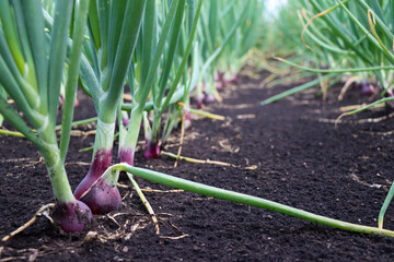 Red onions growing in a field