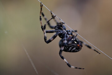 spider on a web © Felipe