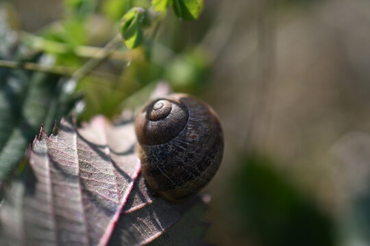 snail on a leaf