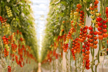 Cherry Tomatoes on the vine © James