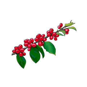 Coffe branch design with green leave and seed coffee illustration