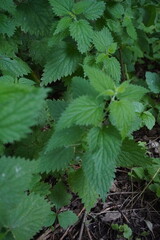 Green nettle leaves in summer