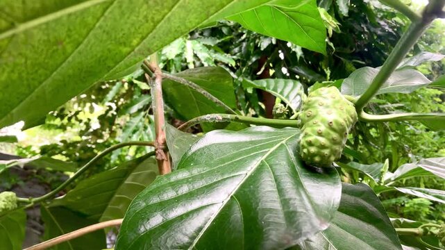 Fresh green noni fruit (Morinda citrifolia) hanging on tropical tree surrounded by lush leaves