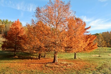 autumn trees in the park