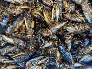 insectes frits (criquets, vers &agrave; soie, sauterelles, grillons) propos&eacute;s &agrave; la vente sur des march&eacute;s thailandais
