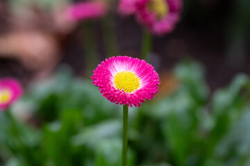 Close-up of a Vibrant Fuchsia Pink English Daisy (Bellis Perennis)
