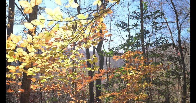 autumn in the park
