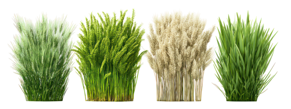 Four Sets of Wheat Plants, Barley Plants, Rice Plants, and Oat Plants on Transparent Background