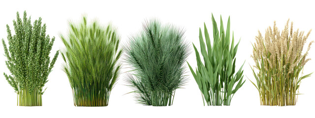 Five different varieties of rice stalks isolated on transparent background © Mohshena