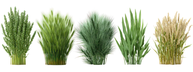 Five different varieties of rice stalks isolated on transparent background