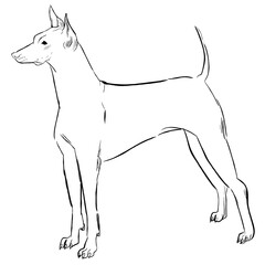 Minimalist vector line drawing of a slender alert dog in a standing pose with raised tail
