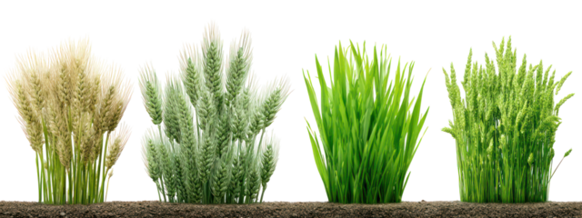 Four stalks of wheat at different growth stages isolated on transparent background