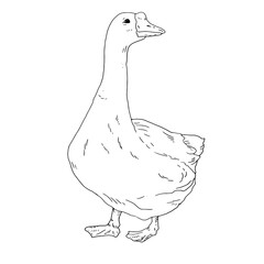 Simple line art vector of a standing goose, side profile outline drawing in minimalist style
