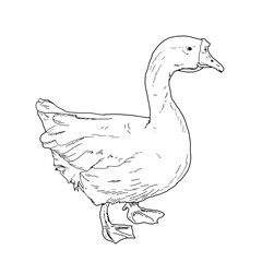 Line art vector illustration of a goose walking with head turned, side profile farm bird
