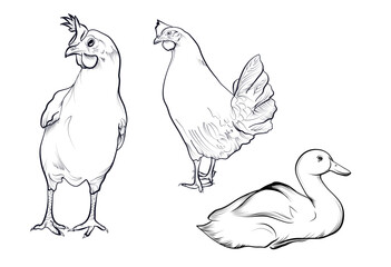 Minimalist vector line art of two chickens and a duck in various poses, farm animal illustration
