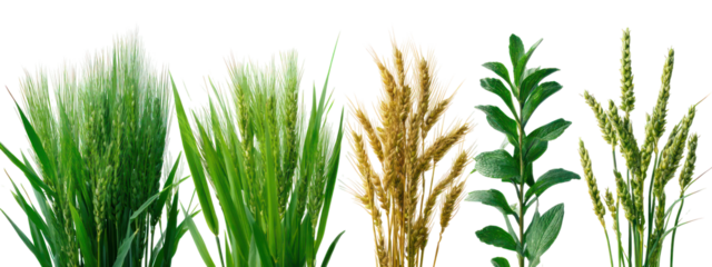 Collection of different types of grain stalks and green leaves isolated on transparent background