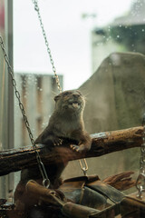 丸太の上に乗ってリラックスしているコツメカワウソ