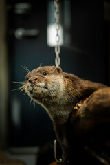 丸太の上に乗ってリラックスしているコツメカワウソ