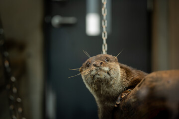 丸太の上に乗ってリラックスしているコツメカワウソ