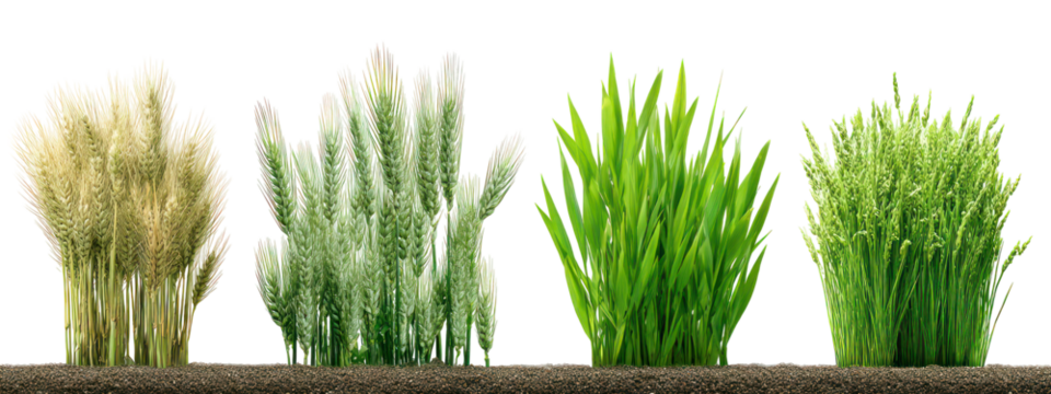 Four stalks of wheat at different growth stages isolated on transparent background