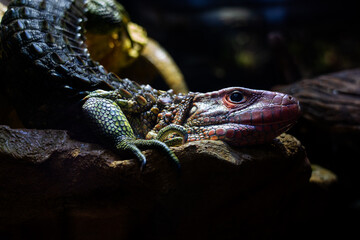 ガイアナカイマントカゲ