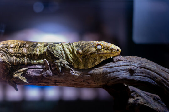 ツギオミカドヤモリ