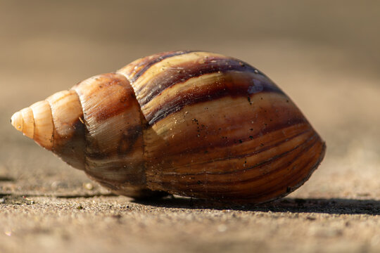 Macro close-up of a large snail shell with brown and yellow spiral patterns on the ground.