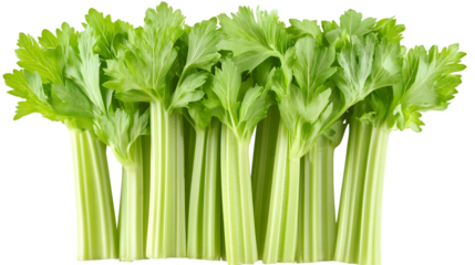 A close up shot of a bunch of fresh green celery stalks against a dark background in a studio shot