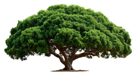 Lush Green Tree: A majestic tree stands tall, its canopy filled with vibrant green leaves, showcasing the beauty of nature and providing shade.
