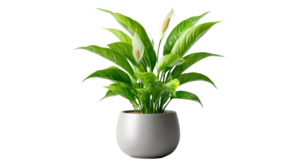 Peace Lily in Pot: An elegant peace lily with vibrant green foliage and serene white blooms, gracefully housed in a sleek, neutral-toned pot, brings a touch of tranquility to any indoor setting.