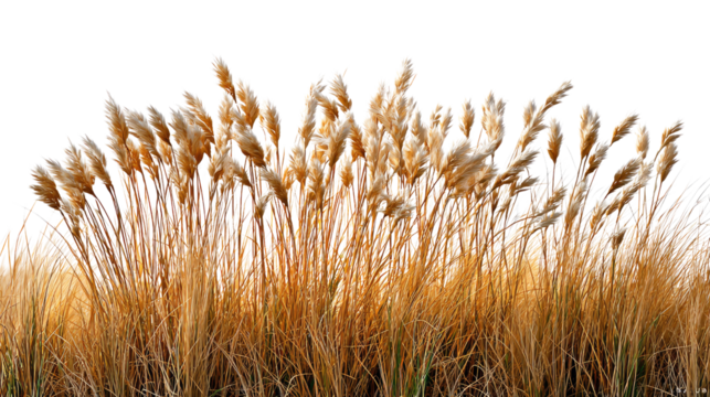 Golden Grass in the Breeze: Delicate golden grass sways gently in the breeze, creating a tranquil scene. This image evokes feelings of calmness and serenity.