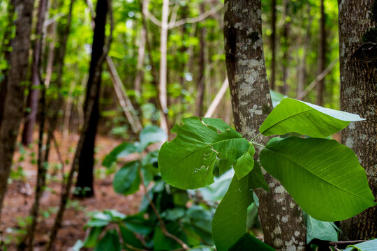 Kudzo invasive vine aggressively fast growing plant in forest
