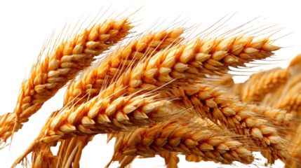Golden Harvest: Close-up of ripe wheat stalks, their golden hues illuminated, capturing the essence of abundance and agricultural bounty.