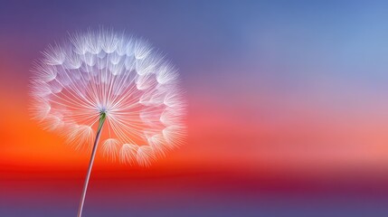 Close up macro photo of a fluffy white dandelion seed head against a vibrant sunset sky with pink purple and orange hues.