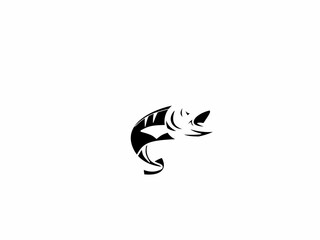 fish on a white background