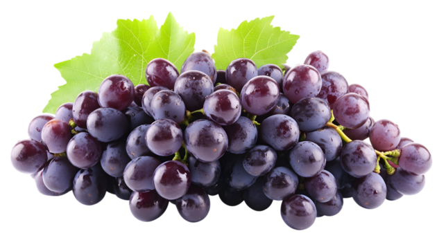 Close up shot of a bunch of dark purple grapes with green leaves on a black background in studio light