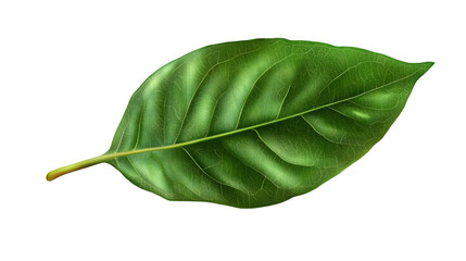 A single green leaf with prominent veins and a stem isolated against a black background