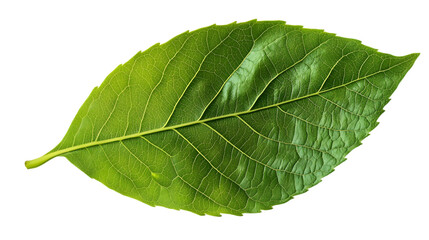 A single green leaf with prominent veins isolated against a black background in a studio shot