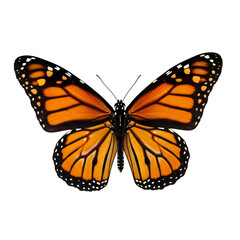 Fototapeta premium Vibrant monarch butterfly with open wings