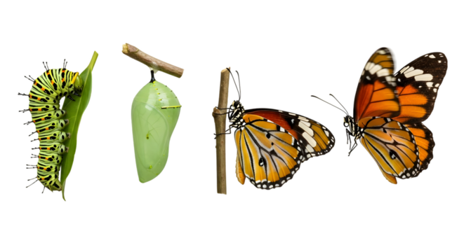 Monarch butterfly life cycle stages from caterpillar to adult insect