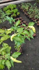 Close up view of Capsicum Frutescents plant