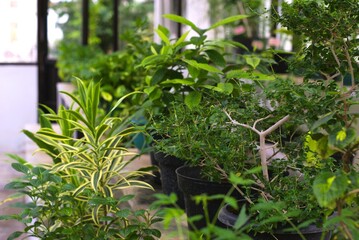 Lush indoor plant collection in a greenhouse