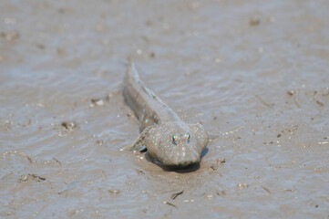 口を膨らませたムツゴロウ