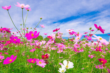 コスモスの名所・キリン花園