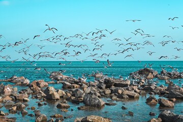 Seagulls flying and resting on coastal rocks by the Sea of Japan in Vladivostok, Primorsky Krai. Calm seascape with blue sky and clear water.