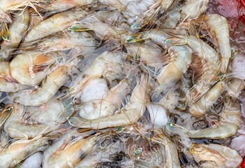 fresh raw shrimps